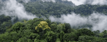 Shailene Woodley is Forest - Nature Is Speaking